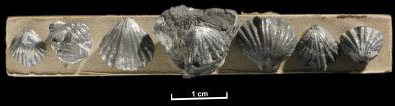 Example of a brachiopod