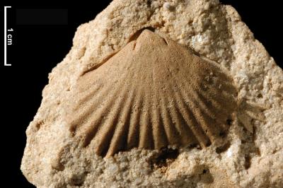 Brachiopods have lived in the seas for a very long time and can still be found today.