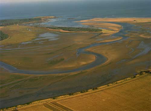 La maggior parte di queste barre di sabbia vengono coperte dall'acqua durante l'alta marea ed esposte all'aria in bassa marea. Estuario del fiume Tamigi, Inghilterra.