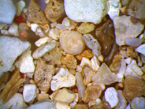 Pijesak od školjaka i koralja. Zaobljena spiralna zrnca krem boje su foraminifere. © Abigail Burt