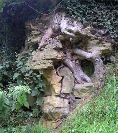 Raízes de árvores quebrando a rocha. North Yorkshire moors, Yorkshire, Inglaterra. © Richard Burt