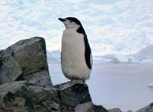 A chinstrap penguin in Antarctica.  Penguin colonies can be hurt by changes in the environment. © Abigail Burt