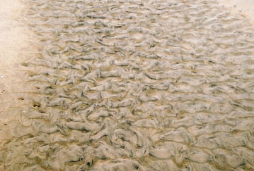 Segni di creste e piccoli ripple dove un flusso d'acqua ha attraversato la spiaggia.  Camber Sands, Sussex orientale, Inghilterra. © Abigail Burt