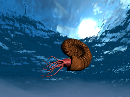 Bir ammonit denizde mutlu bir şekilde yözöyor. . .
