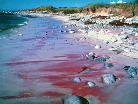 Sabbia di granato rosso su una spiaggia nelle Isole Falkland.