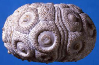 Una conchiglia di Echinoide. Gli Echinoidi vissero nei mari 450 milioni di anni fa.