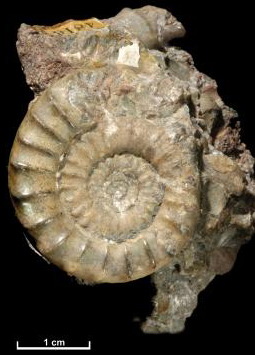 Ammoniter kan være mellem 65 og 200 millioner år gamle. De levede i havet. Fossiler kan i dag findes i sedimentære bjergarter.