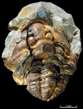 Trilobiter havde en masse kropsled og de levede på havbunden.