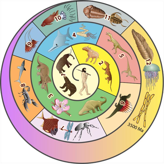 A partire dal centro, la spirale va dai giorni nostri indietro nel tempo. Ogni periodo ha il suo nome geologico e mostra le diverse creature che vivevano in quel periodo.